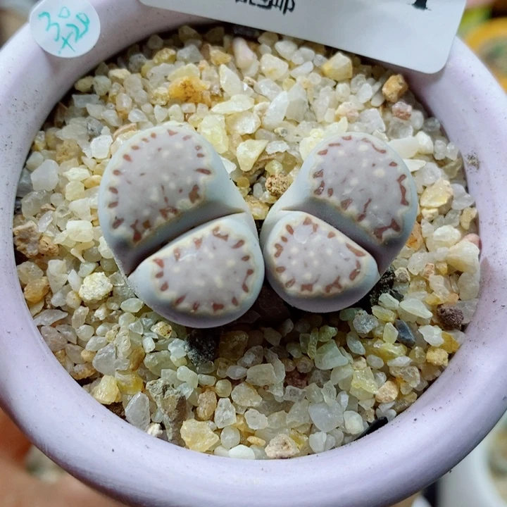 生石花花红红火火631