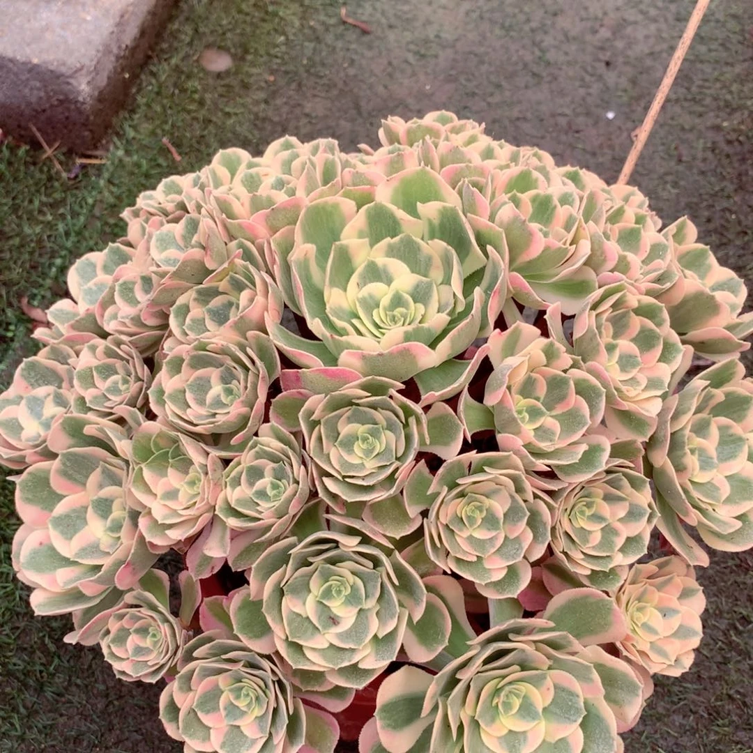 粉女郎，多肉植物的