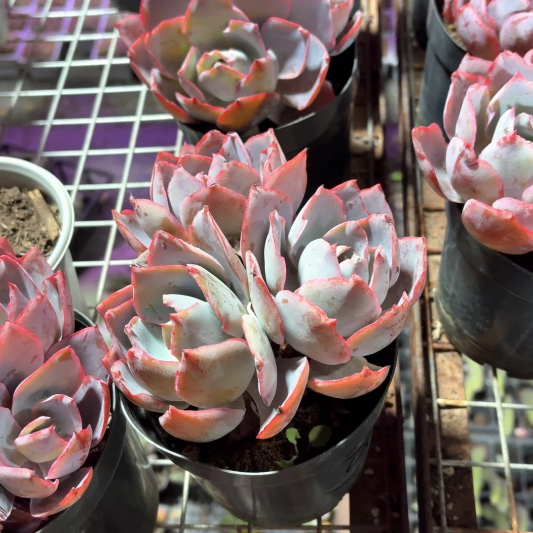 晚霞多肉整群12㎝盆