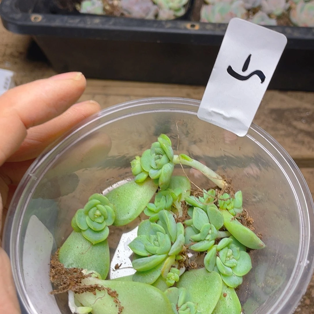 多肉植物多肉植物5