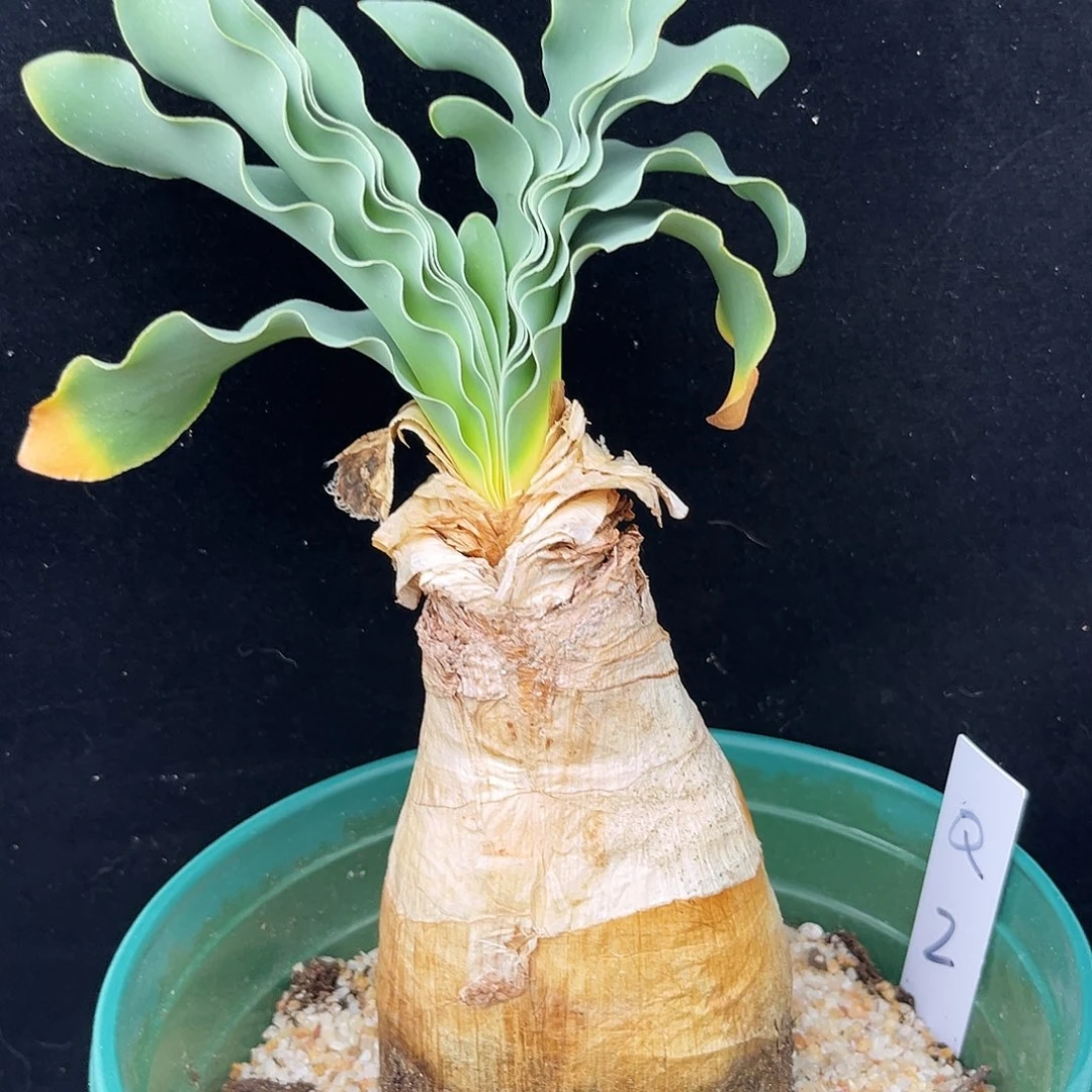 潮流植物巨凤之卵，Q2