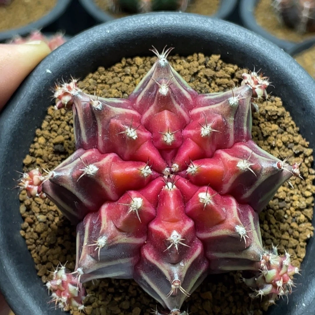 当前无花朵，栽培后可花朵被爱