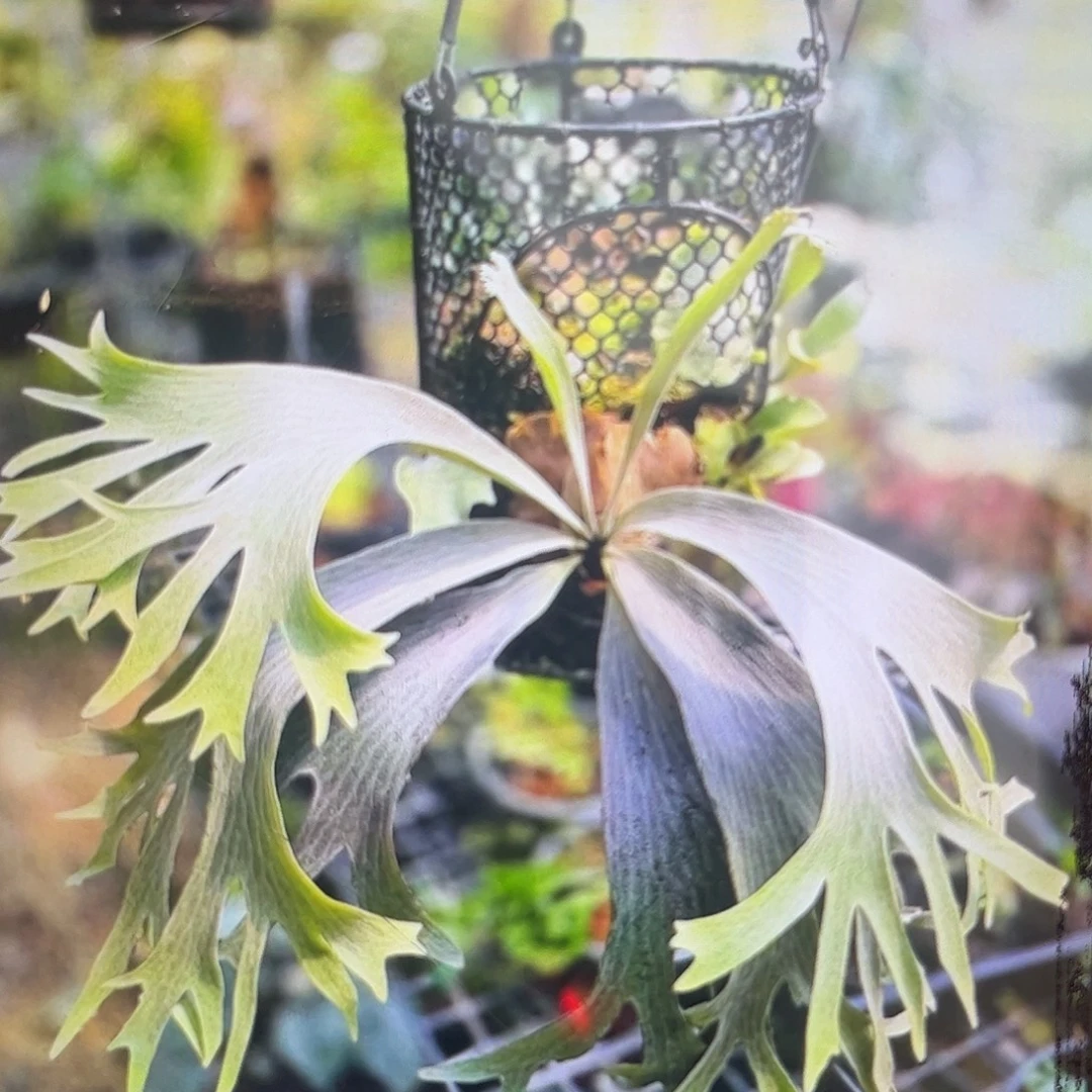 不开花植物白犀牛 侧芽