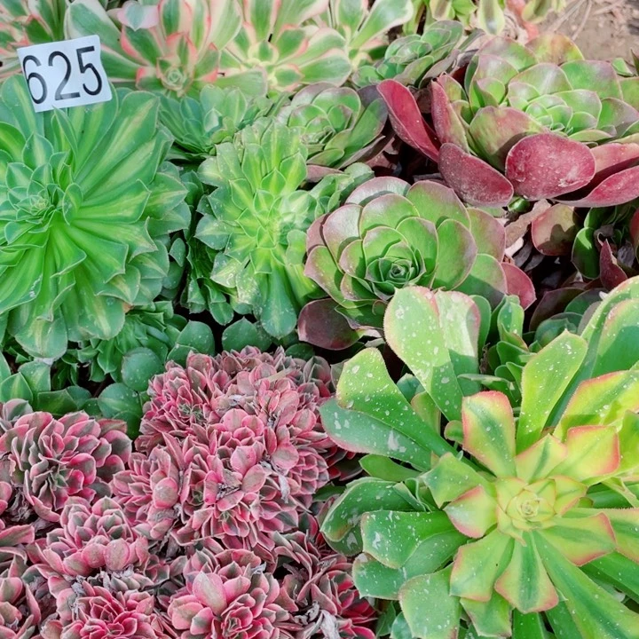 多肉植物组合625