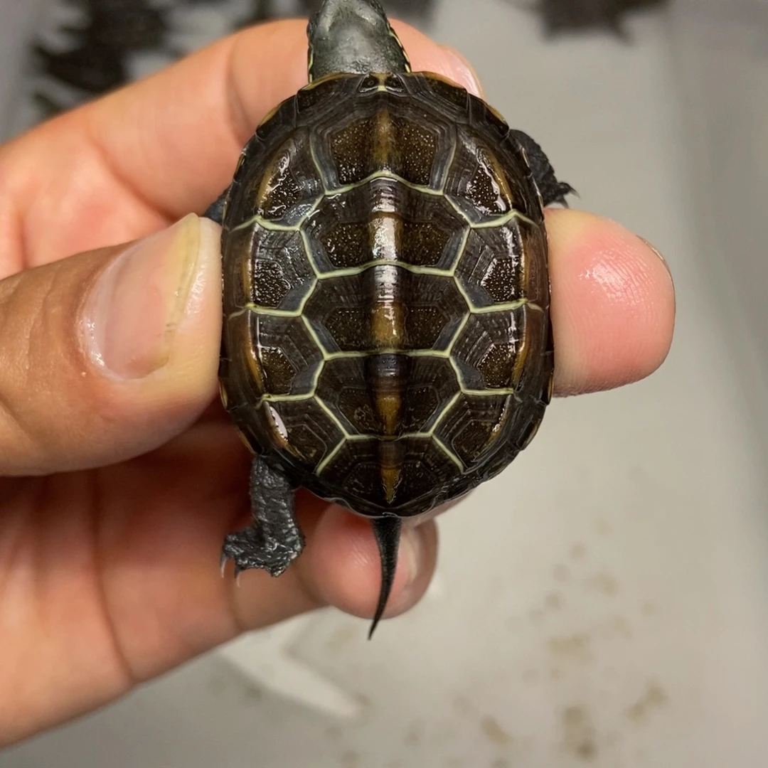 不分公母中华草龟