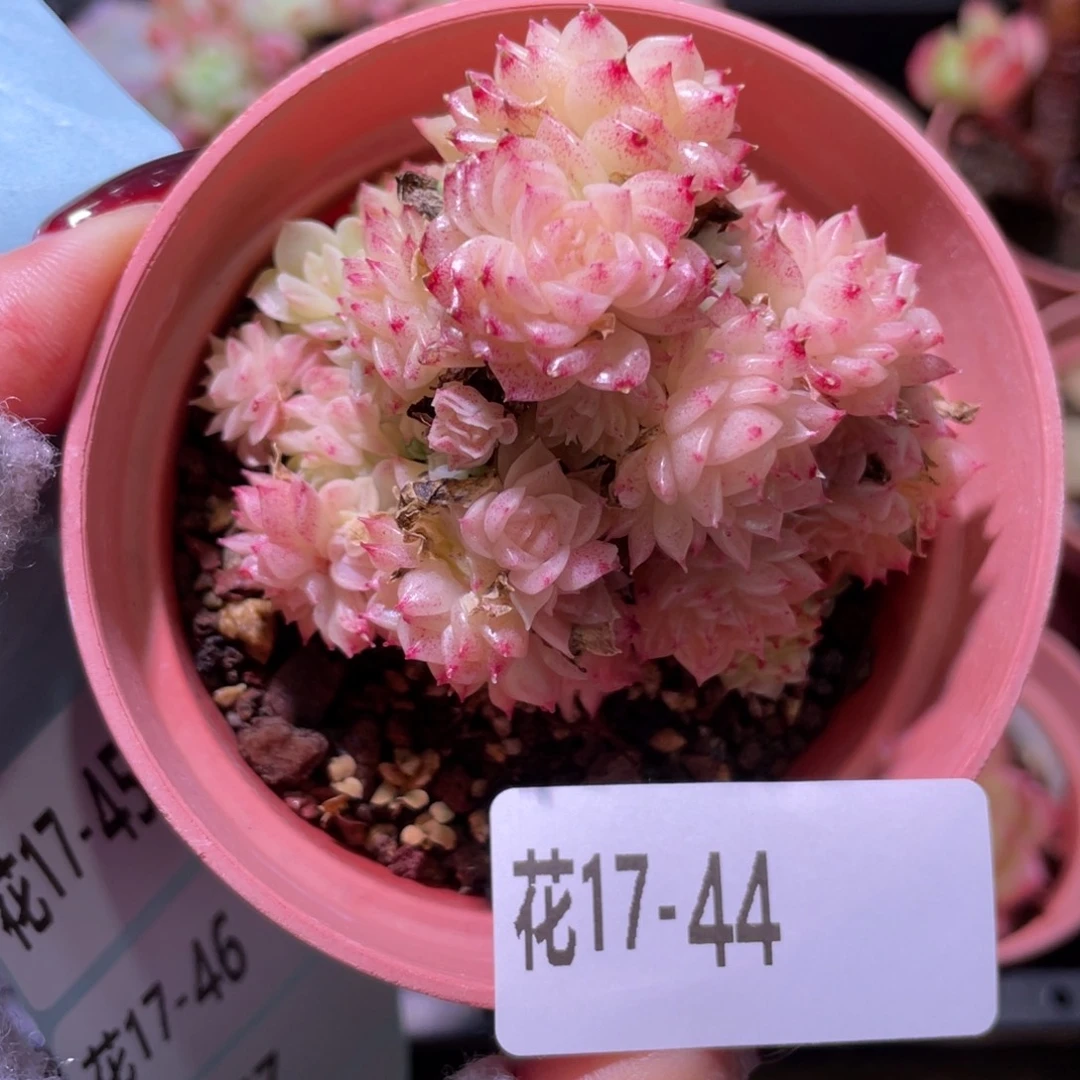 花利美17-44麦秆群