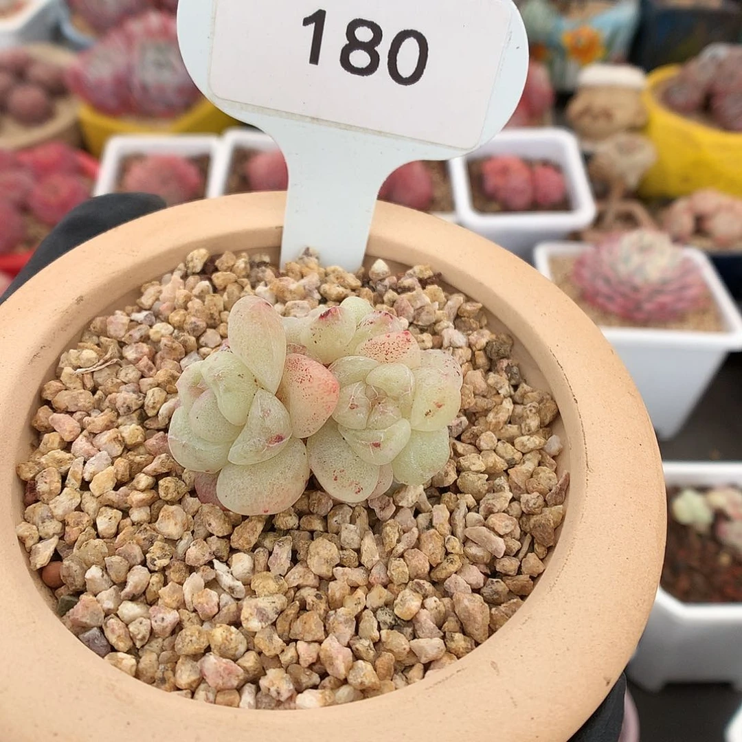 七**茄180 冰玉石化多肉