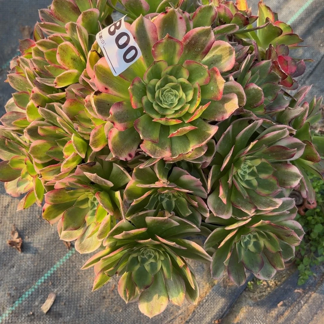 800大海鲜多肉植物多肉植物