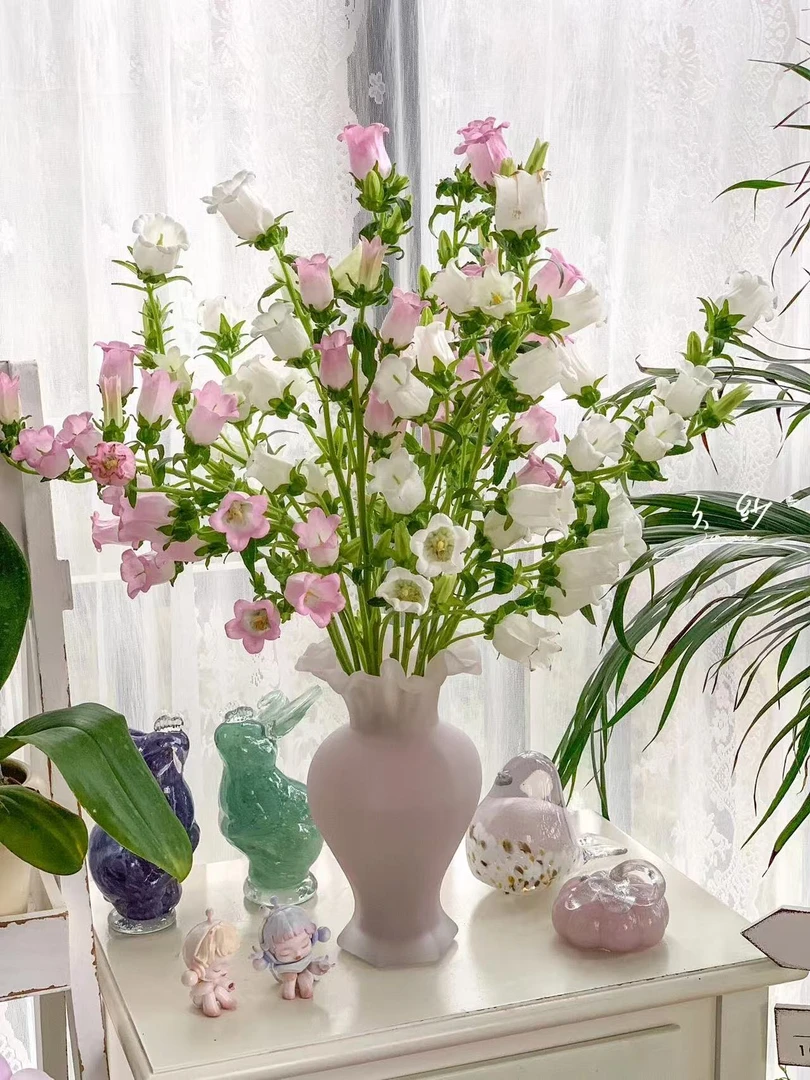婵之语优选   白色花风铃花