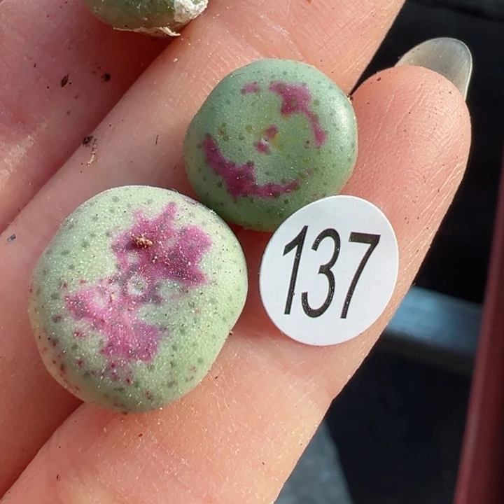 阿**137号111111111111111