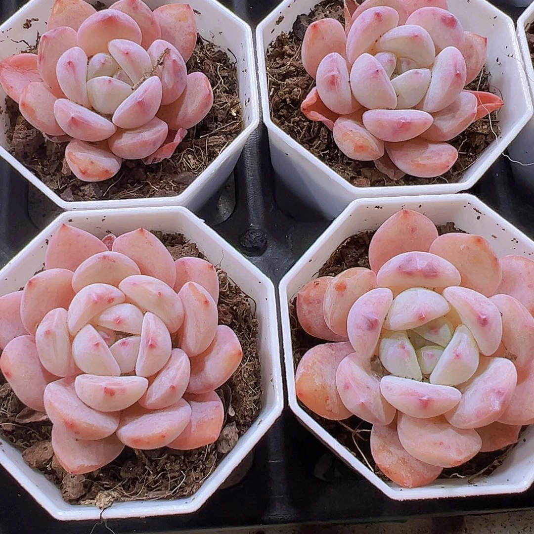 小粉橙带盆带土19包邮