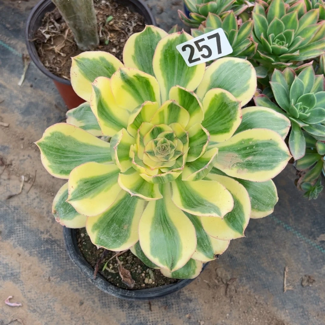 梦*雨257燕姿锦多肉植物