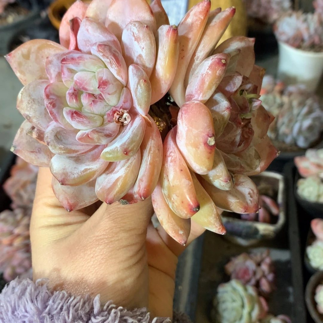 石榴籽哈哈哈哈哈哈哈哈哈