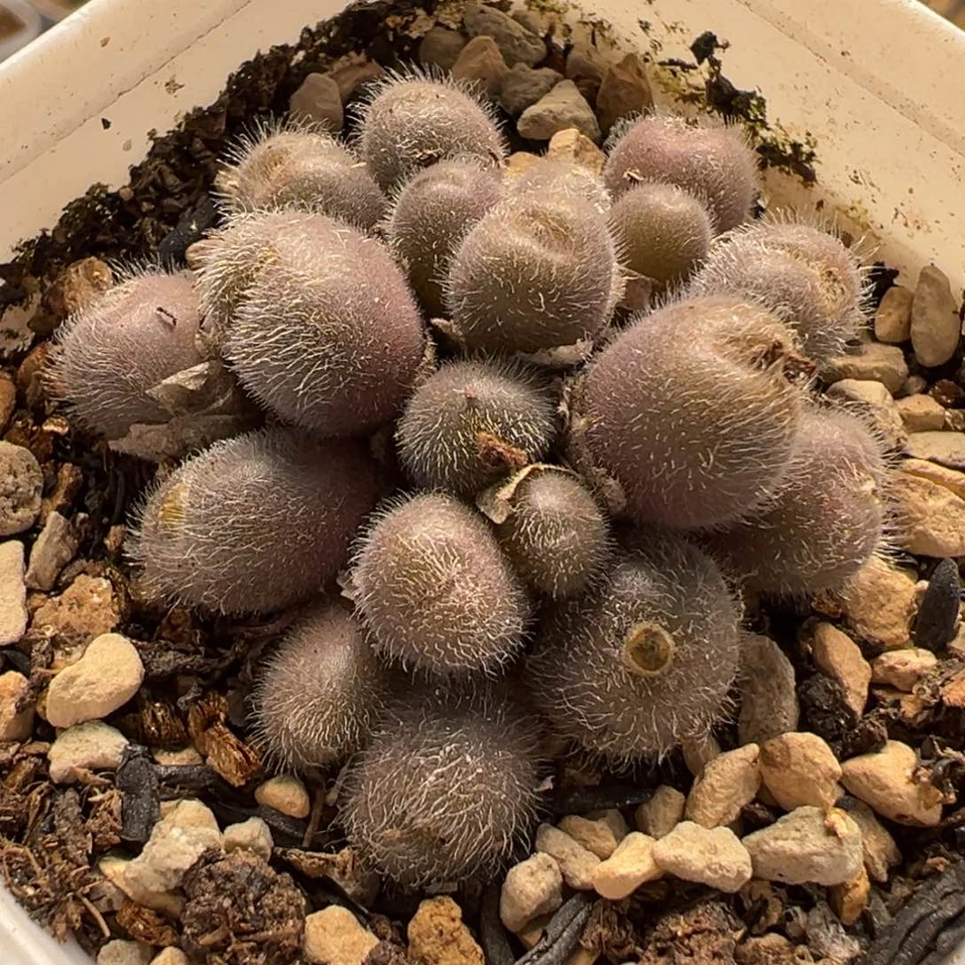 054多肉植物种类多样