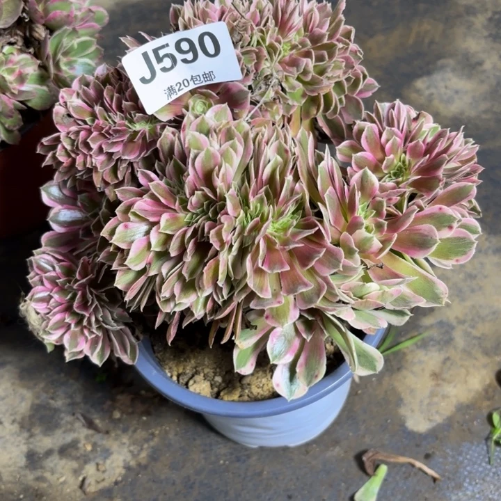 瑞妈多肉植物590.