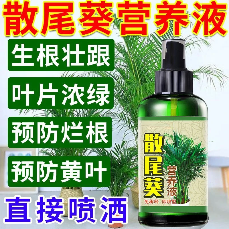 散尾葵黄叶营养液有干尖生长缓慢专用营养液 防烂根枯萎落叶花肥