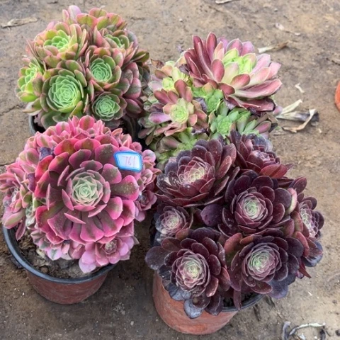 761多肉植物组合