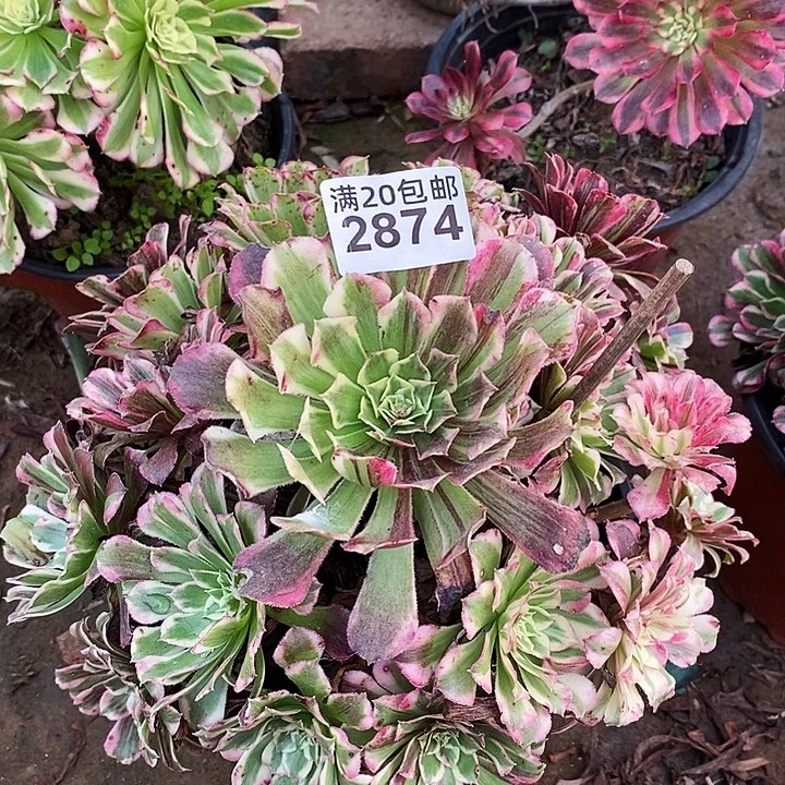 2874 一颗同花顺