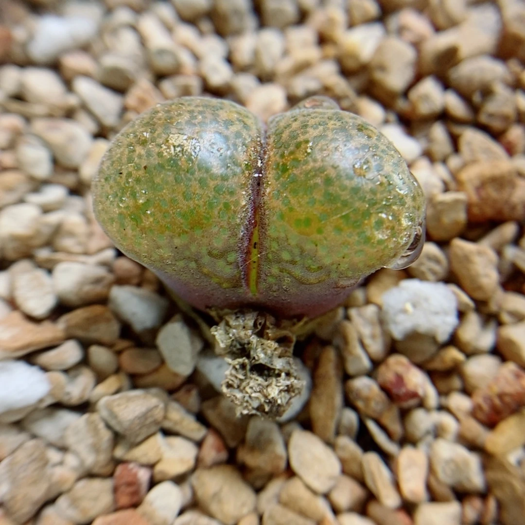 生石花花花花花花花花126