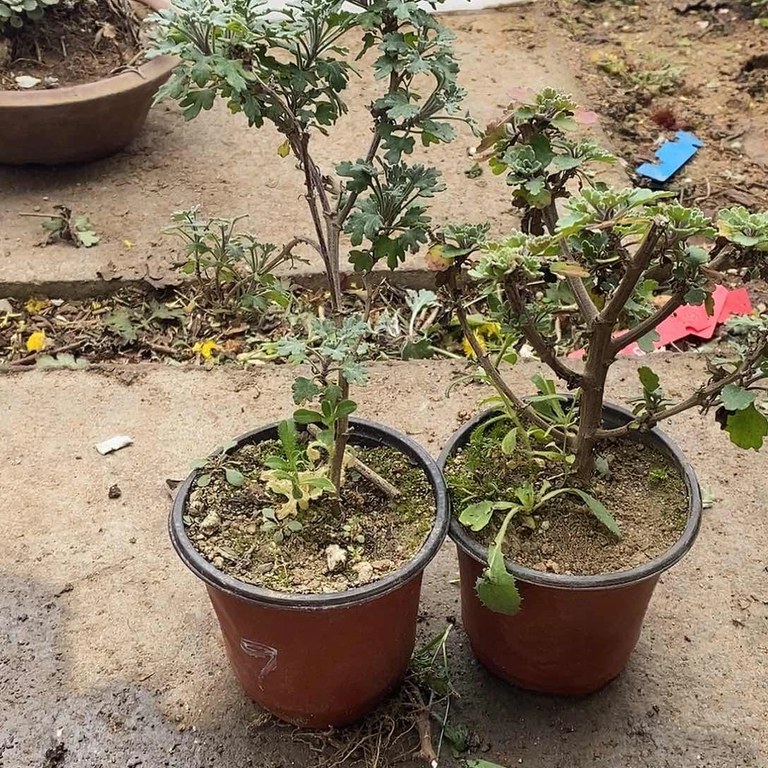 随***️完全开放盆景菊花