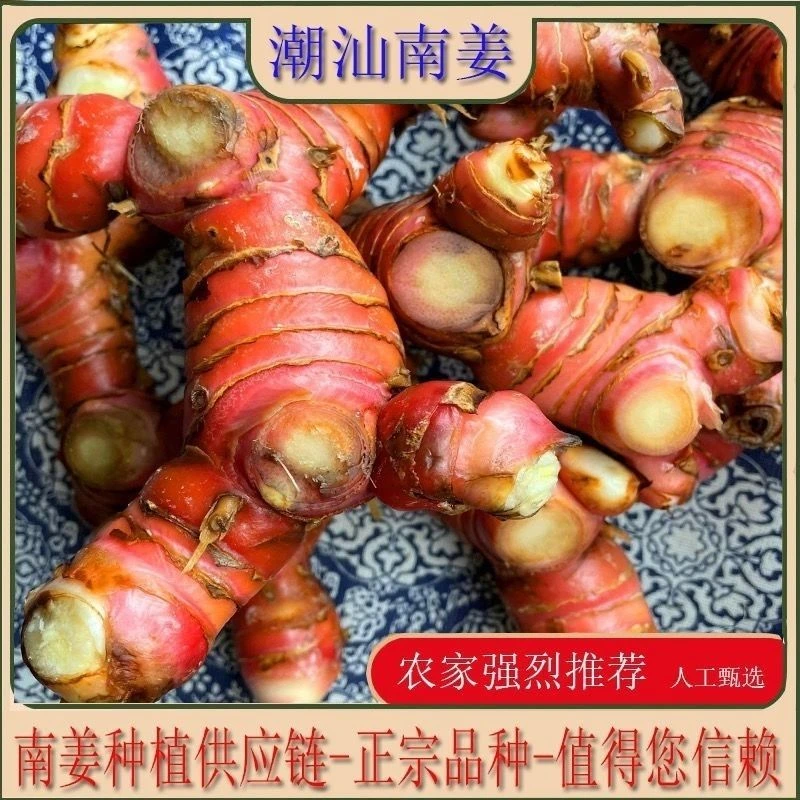 3年老姜 南姜新鲜老姜野生山姜头牛羊肉火锅卤味去膻提味调料