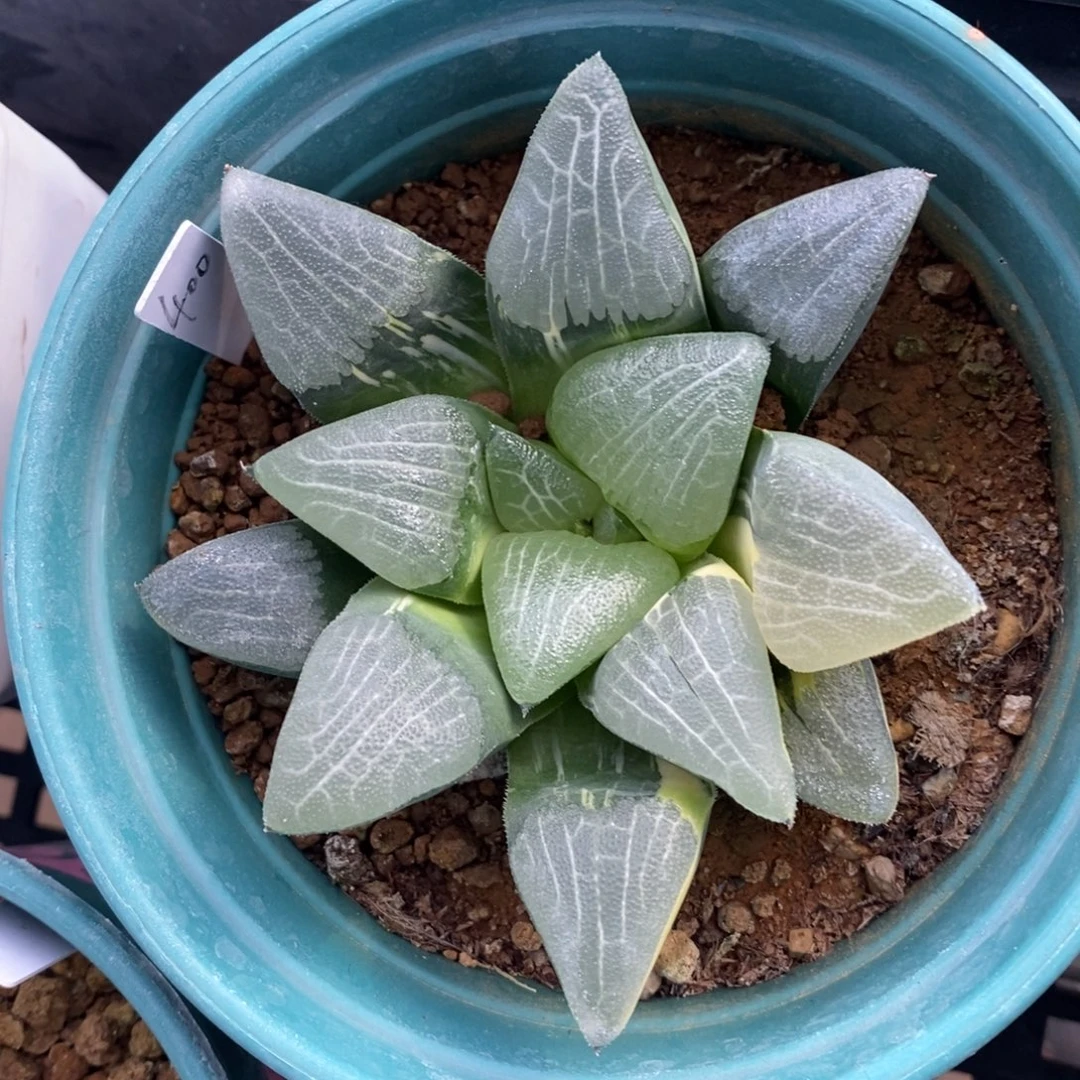 一颗实生大克锦