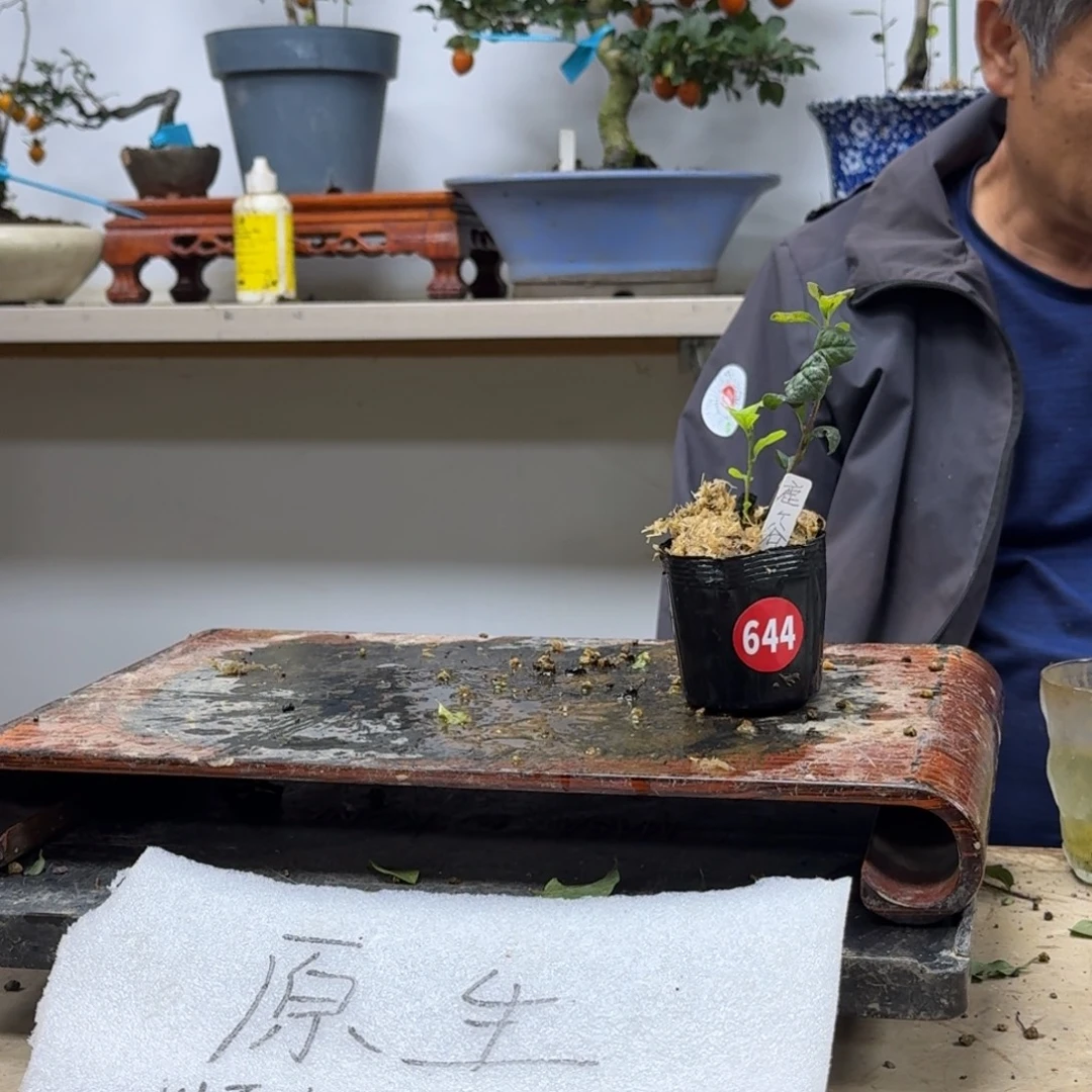 金***起无花朵644顺丰到付不包邮