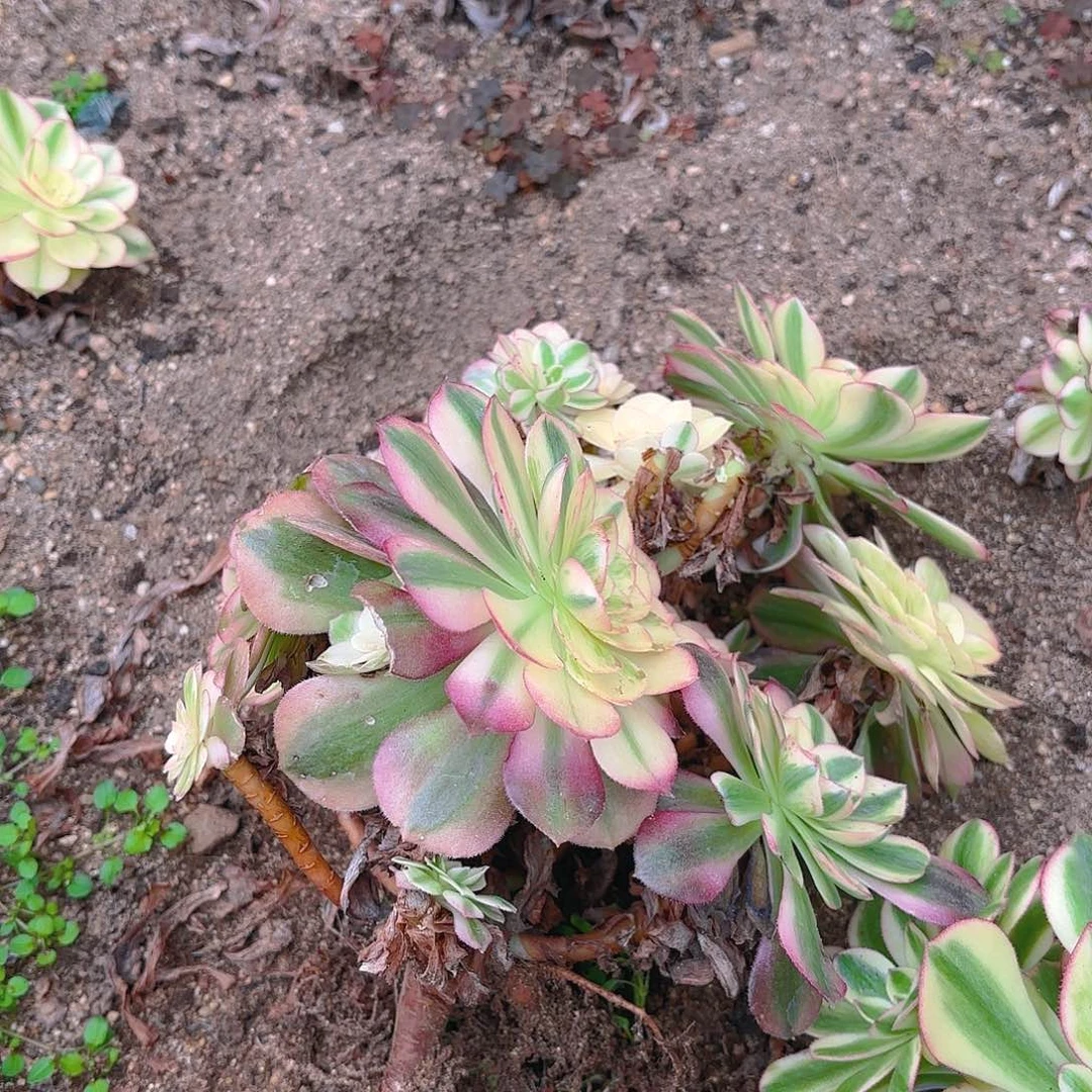 万白砍头群多肉植物两颗