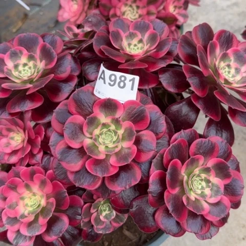 981凤冠25厘米左右