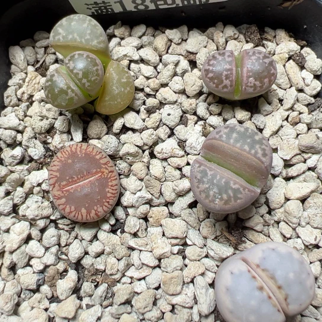 【闪购商品】1189……