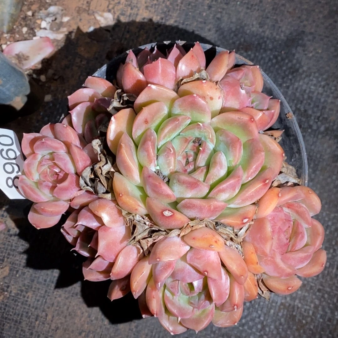 杜***果8960杂交精品多肉基地