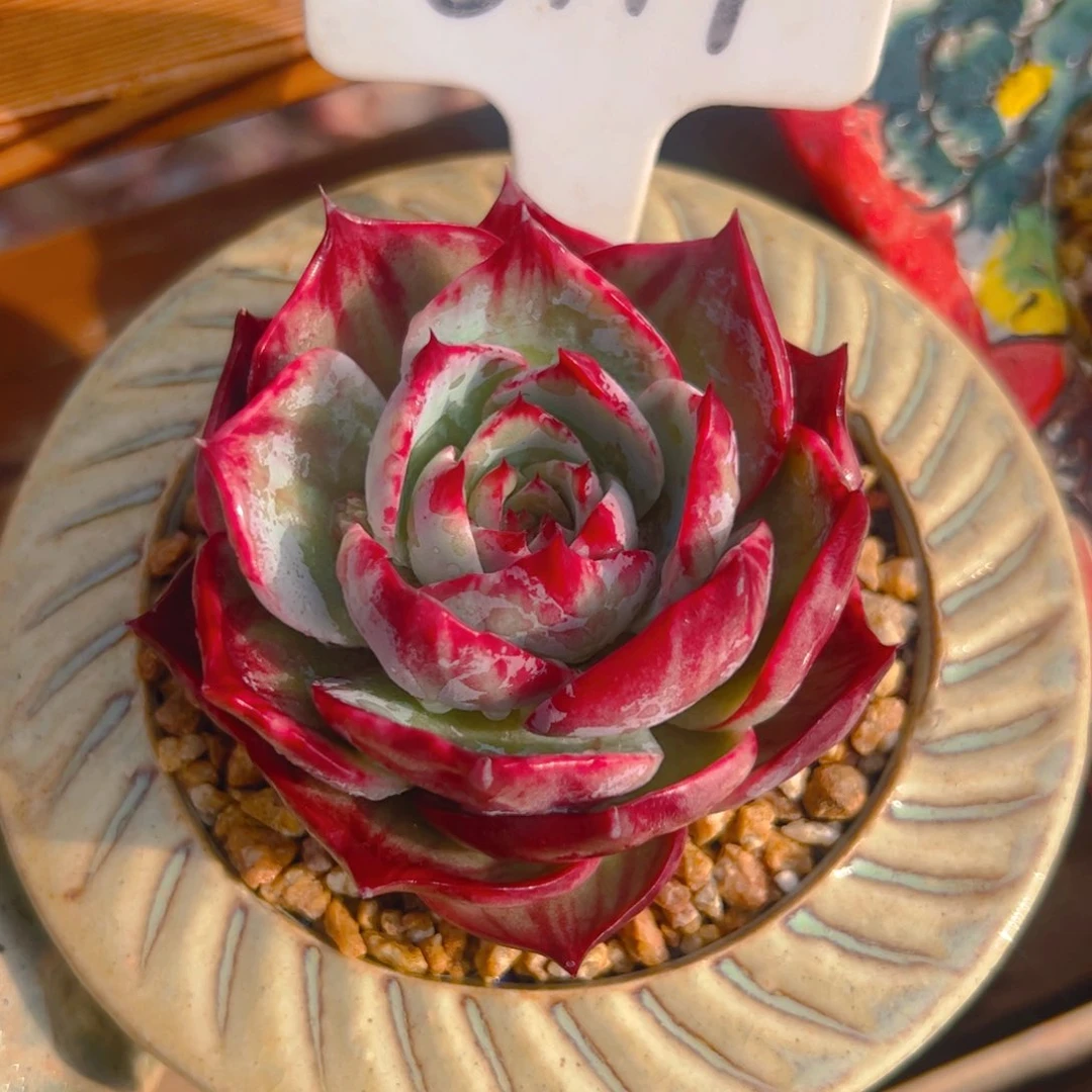 阿****肉惊鸿仙子一物一拍5119号