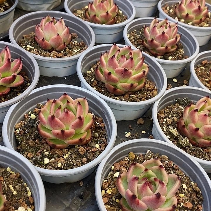 蓝龙福利多多去拍