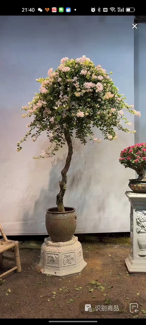 三角梅高漂苹果花