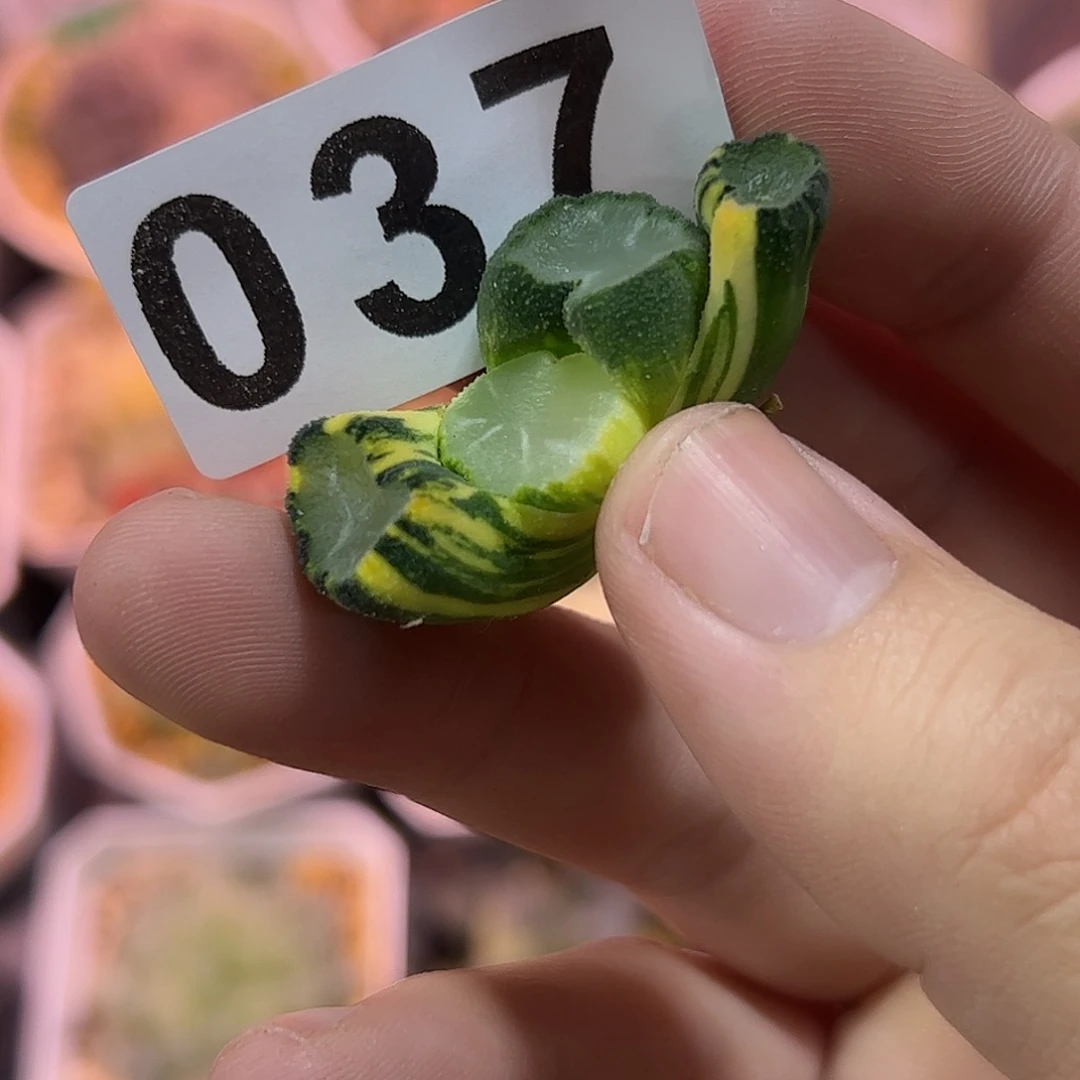 红红火火恍恍惚惚