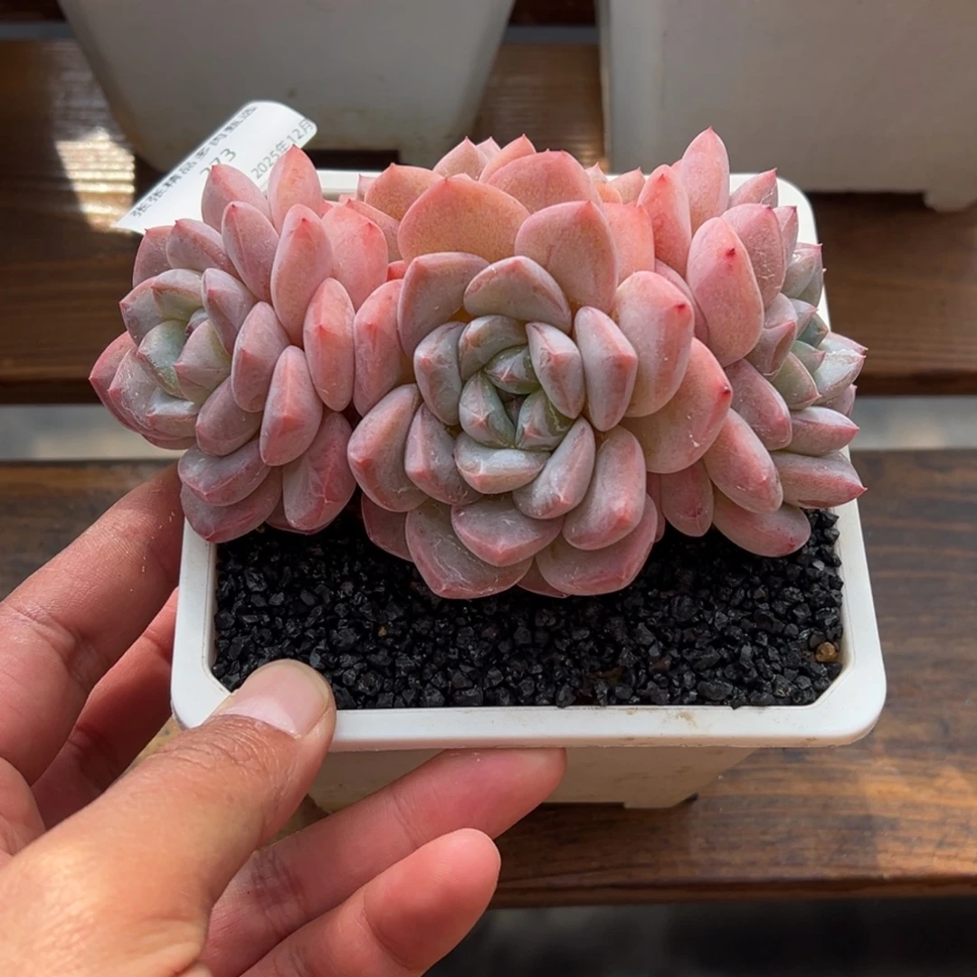 张张精品多肉甄选273