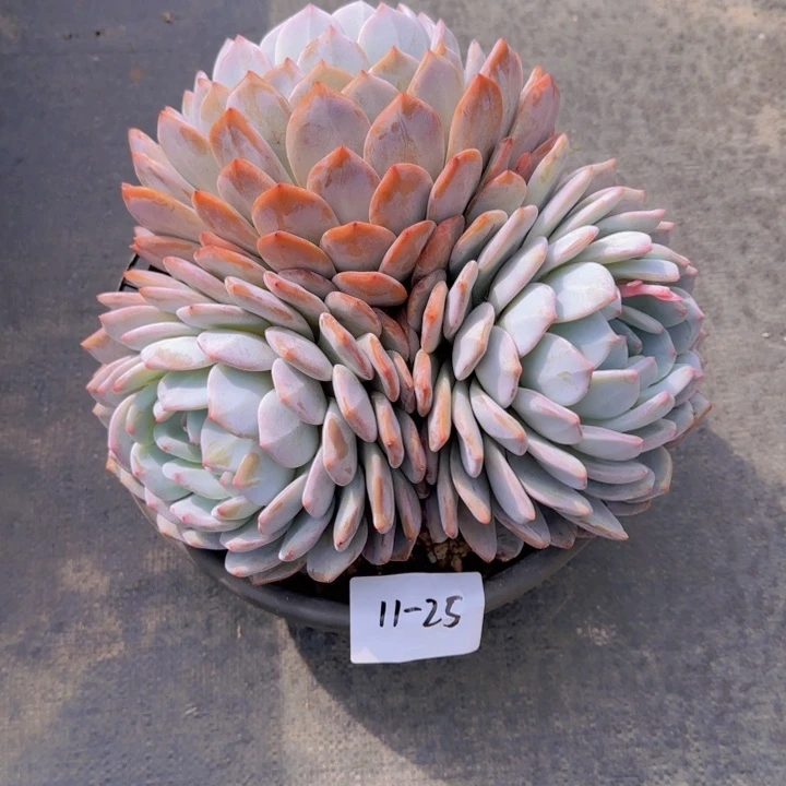 1125橙梦露多肉植物