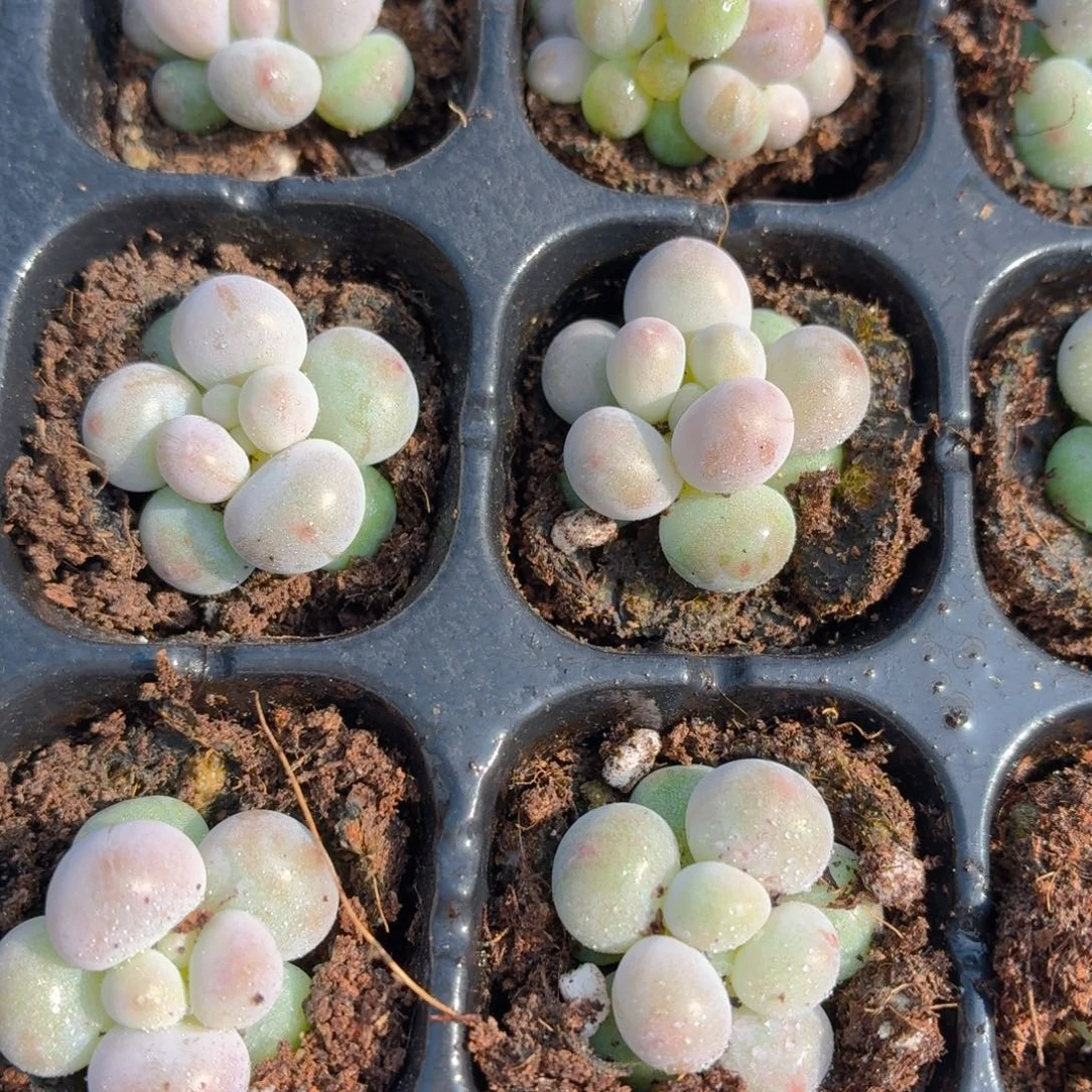 汤圆多肉9.9包邮发货
