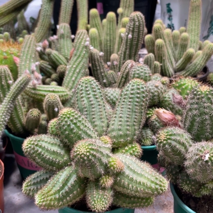 群生新品白檀阿尔巴一杯