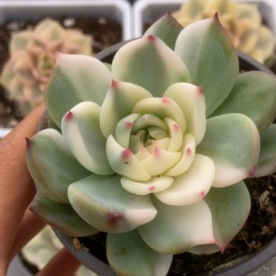 128锦锦锦锦锦锦锦锦