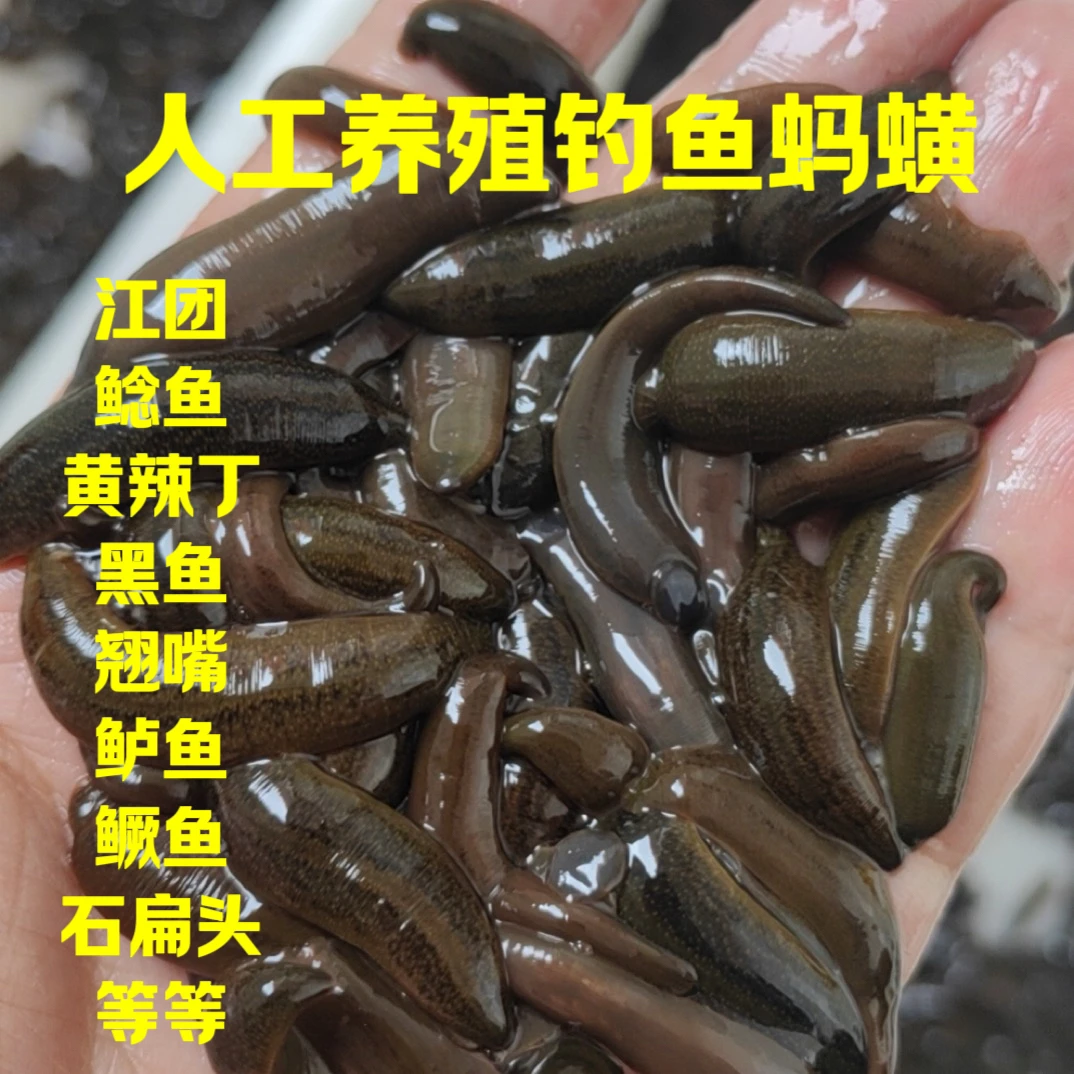 钓鱼专用蚂蟥坤哥带你钓江团专属饵料