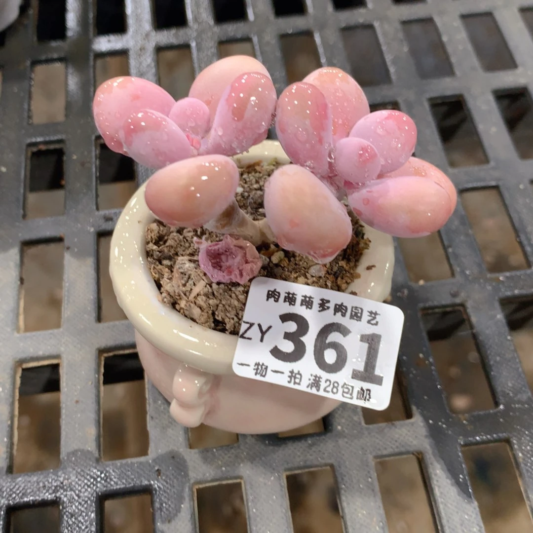 肉萌萌拇指盆精控多肉ZY361