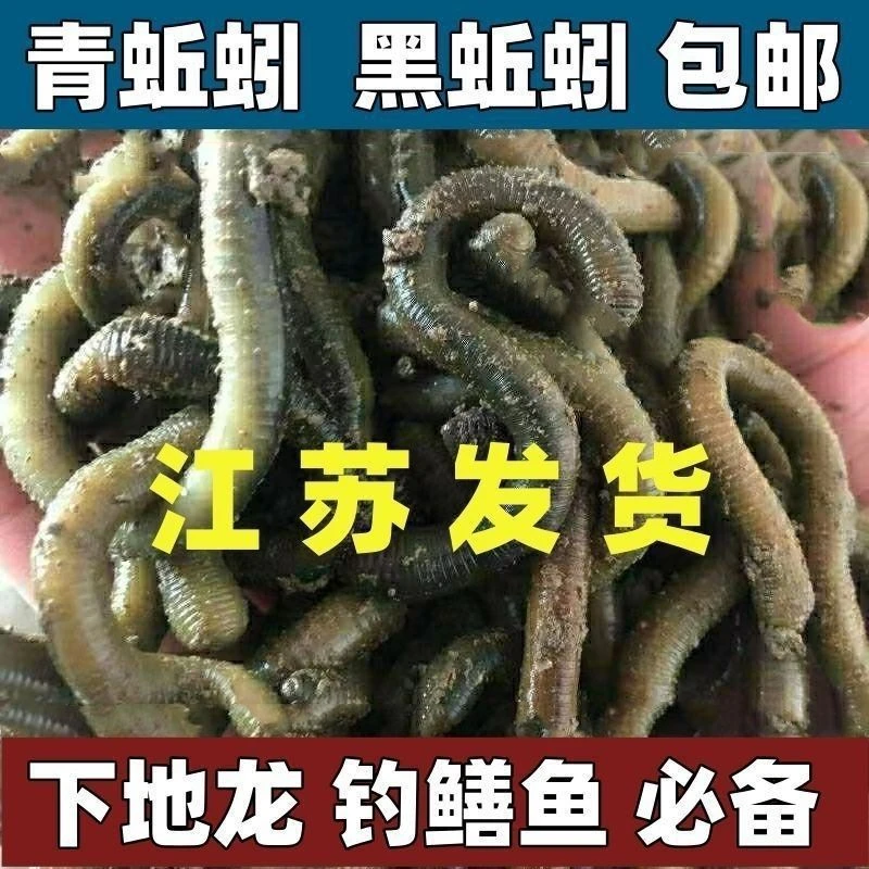 鲜活黑蚯蚓与青蚯蚓活体鱼饵用于钓黄鳝和野钓
