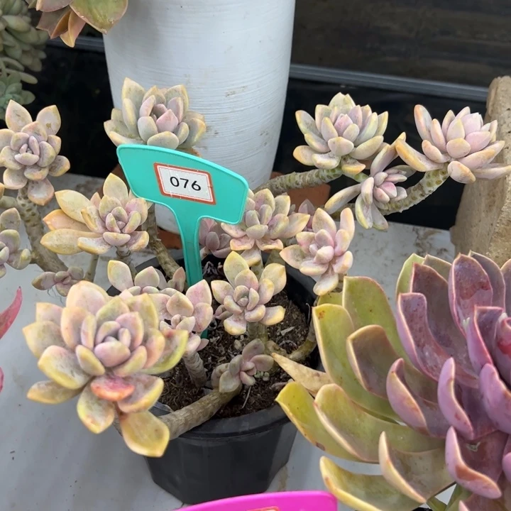 烁*熙冬美人多肉植物076