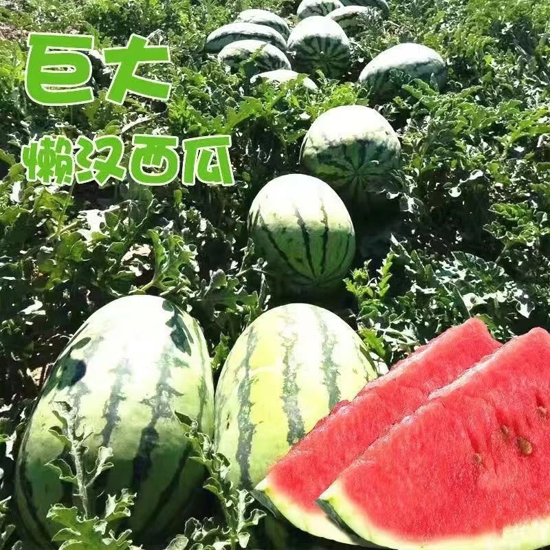 【满5包包邮】满5包发货【西瓜大全】西瓜蔬果种子