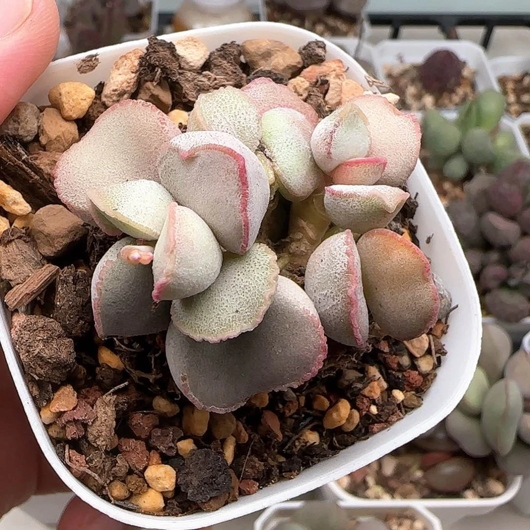 粉雪蛋多肉水泡植物