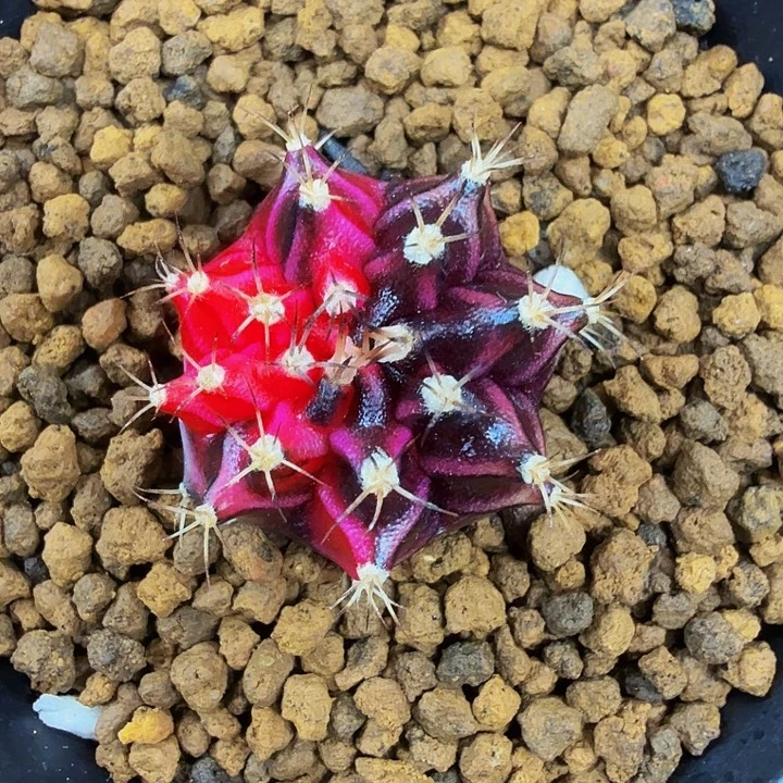 当前无花朵，栽培后可花朵