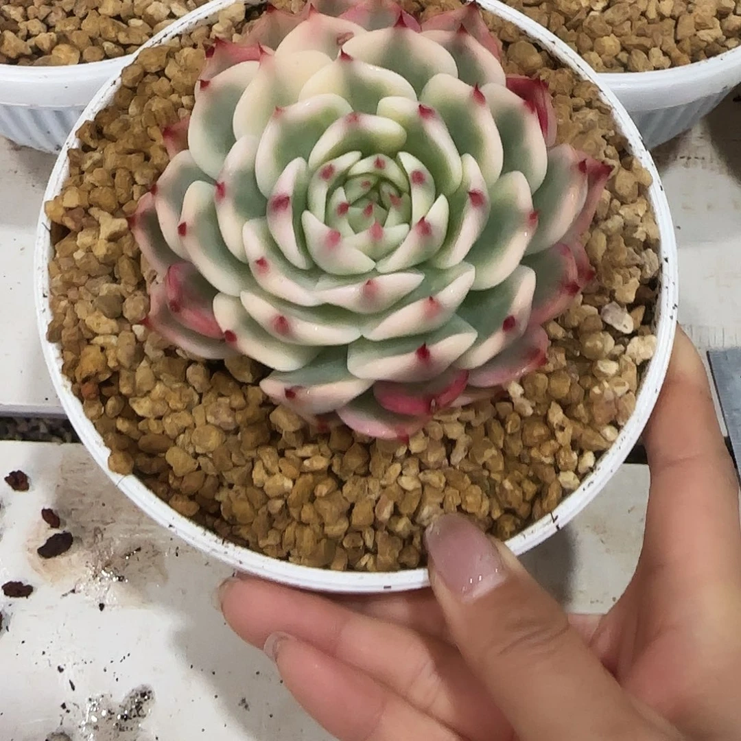 吉娃娃锦多肉植物