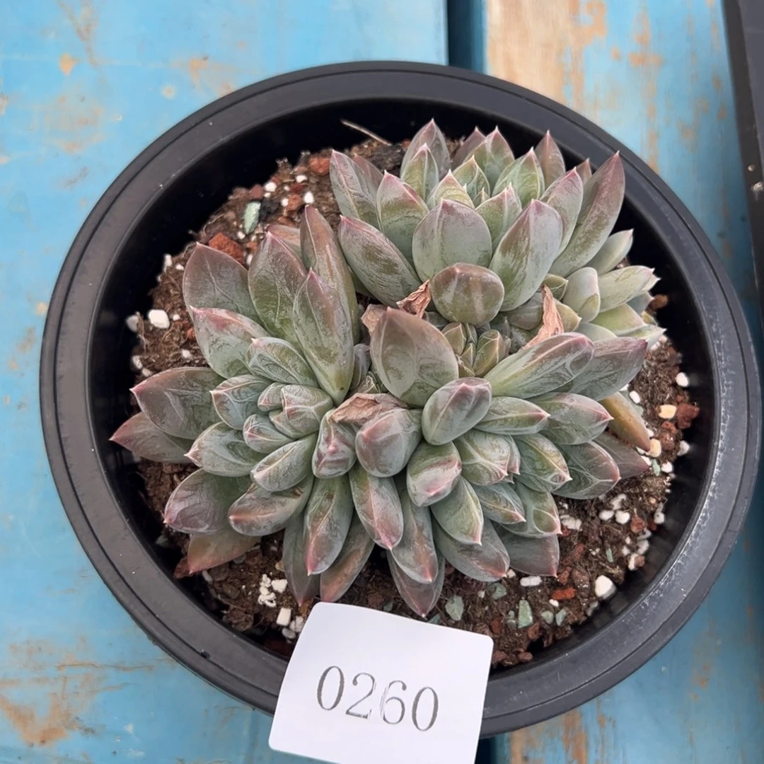 F***a0260多肉多多多多多