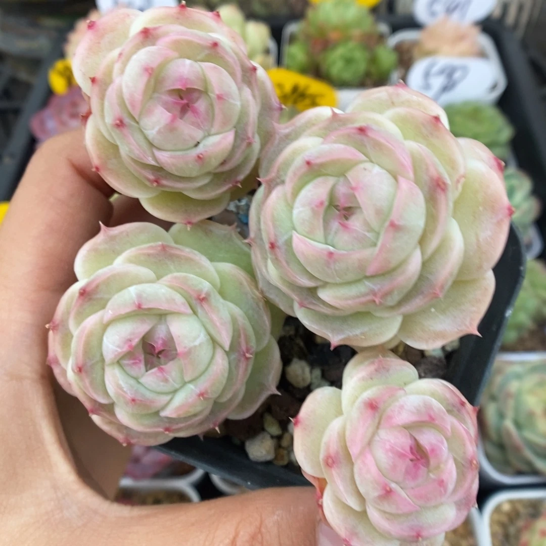 白芷珍妮群生589号。